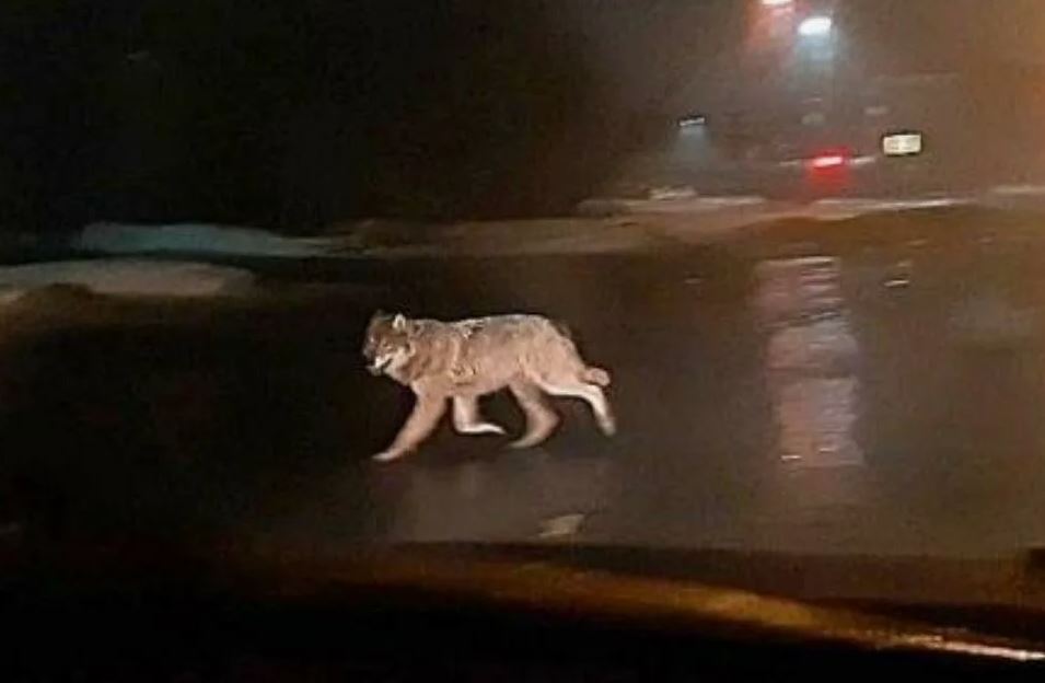 Волк из российского зоопарка сбежал в Тэджоне и гуляет по городу